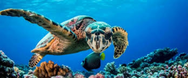 Haakakai no Tikimate - L&eacute;gende de Tikimate - Fatu Iva