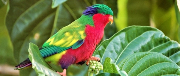 Haakakai o Akahee i te manu ku&agrave; &ndash; L&eacute;gende de Akahee i te manu ku&agrave; &ndash; Fatu Iva